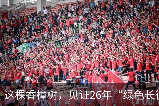 这棵香樟树，见证26年“绿色长征”